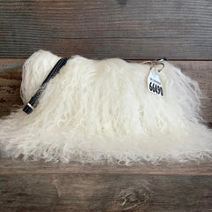 Itty Bitty Designer Tibetan Lamb #66490